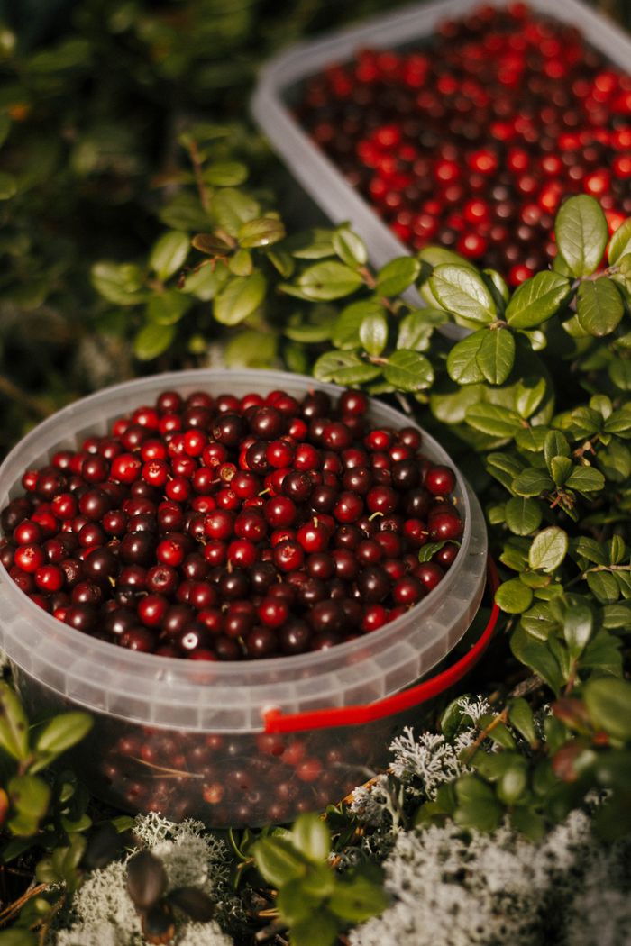 Crafting Captivating Headlines: Your awesome post title goes here Vibrant cranberries in buckets surrounded by lush greenery, perfect for food styling.