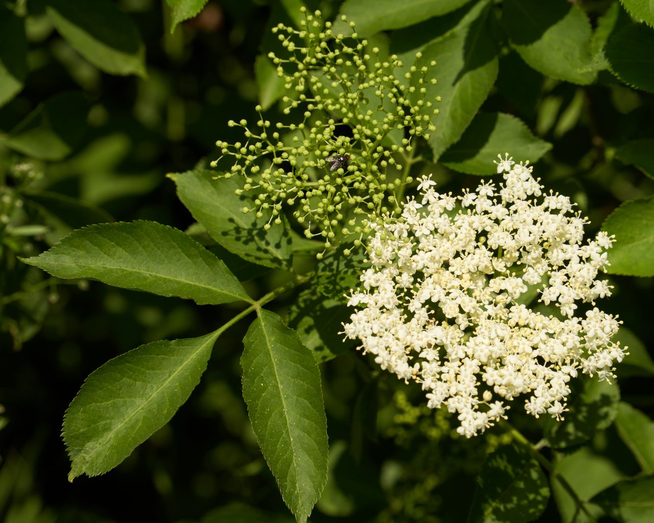 Mastering the First Impression: Your intriguing post title goes here Detailed close-up of elderflower blossoms with green leaves, showcasing nature's intricate beauty.