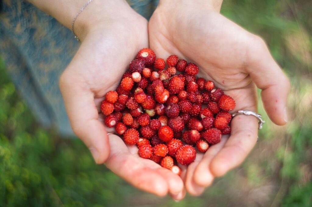Close-up of hands holding fresh wild strawberries, symbolizing nature's bounty.