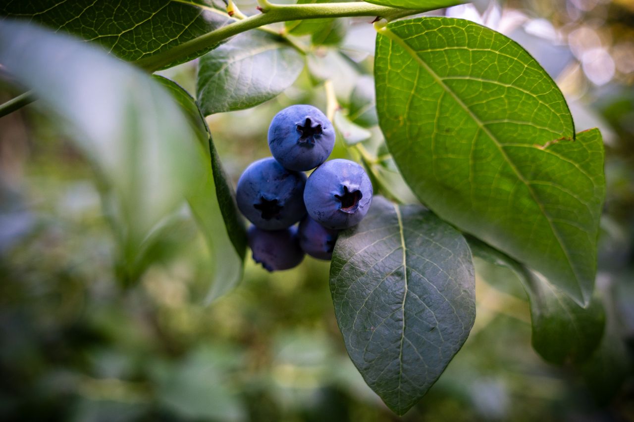 The Art of Drawing Readers In: Your attractive post title goes here Detailed view of ripe blueberries on the bush, showcasing fresh summer harvest.