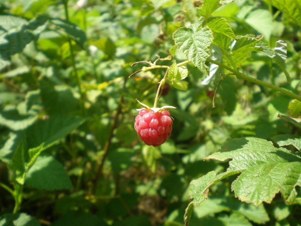 Vibrant ripe raspberry on vine in garden, bathed in natural sunlight.