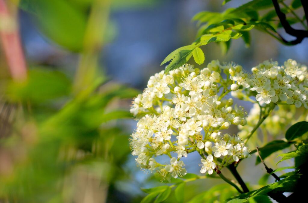 Detailed close-up of white blossoms on a tree branch, signaling spring's arrival.